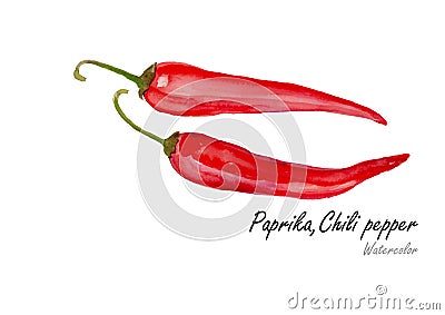 Paprika or Chili pepper .Hand drawn watercolor painting on white background.Vector illustration Vector Illustration