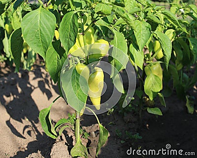 Paprika in the garden Stock Photo