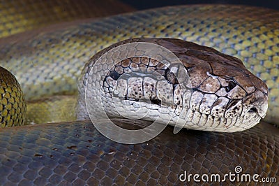 Papua giant python Stock Photo