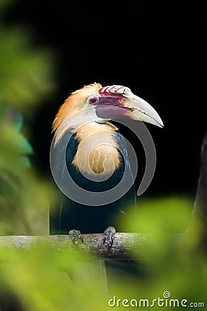 Papuan Hornbill, Blyth`s hornbill Rhyticeros plicatus. Beautiful jungle hornbill Stock Photo