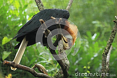 Papuan hornbill Stock Photo