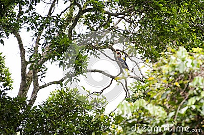 Papuan Hornbill in Manusela National Park, Indonesia Stock Photo
