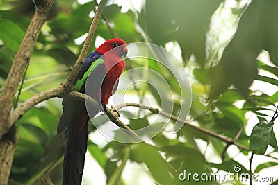 Papuan king parrot Stock Photo