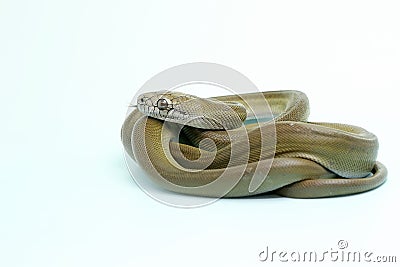 A Papuan Olive Python is showing aggressive behavior. Stock Photo
