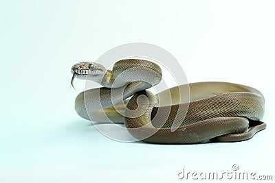A Papuan Olive Python is showing aggressive behavior. Stock Photo