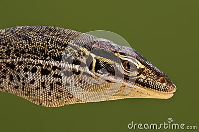 Papuan Sand Monitor head profile Stock Photo