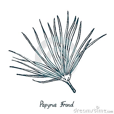 Papyrus Leaf Cyperus papyrus, Gift of the Nile, hand drawn doodle Vector Illustration