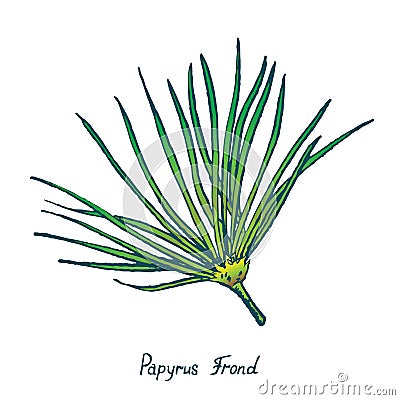 Papyrus Leaf Cyperus papyrus, Gift of the Nile, hand drawn doodle Vector Illustration