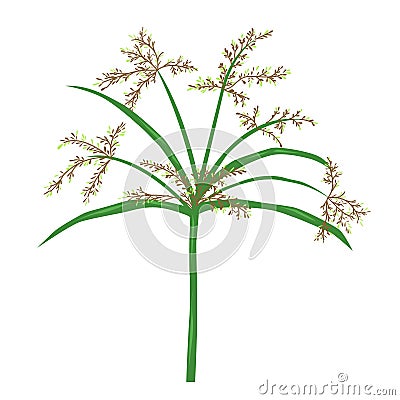 Papyrus or nile grass illustration, isolated plant vect Vector Illustration