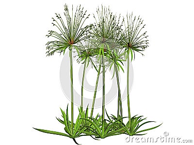 Papyrus plant Stock Photo