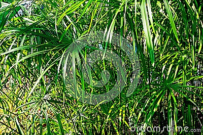 Papyrus plant Cyperus papyrus Stock Photo