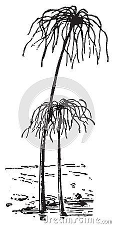 Papyrus Plant or Cyperus papyrus, vintage engraving Vector Illustration