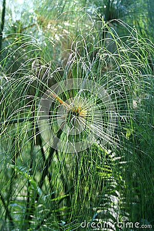 Papyrus plant, Namibia Stock Photo