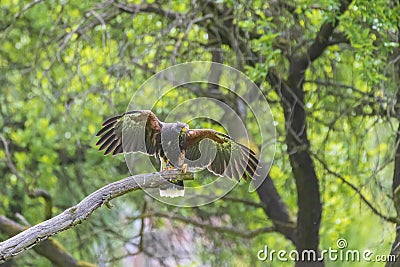 Parabuteo unicinctus - Harris`s Buzzard lands on a meadow in the forest and sits on a tree branch. Buzzard is falconed Stock Photo