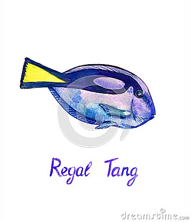 Paracanthurus hepatus Cartoon Illustration