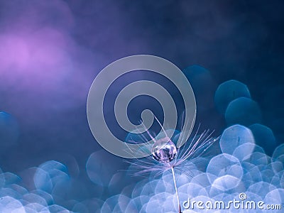The parachute of a dandelion with dew drop. Macrophotograph. The air side. Stock Photo