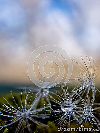 The parachute of the dandelion drops dew water drop, blue background, place for insertion. Stock Photo
