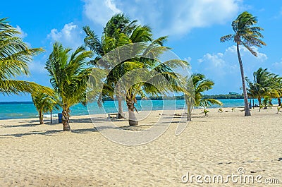 Paradise beach in Placencia, tropical coast of Belize, Caribbean Sea, Central America Stock Photo