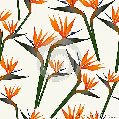 Paradise bird flower pattern Vector Illustration