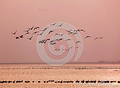 Paradise of birds Stock Photo