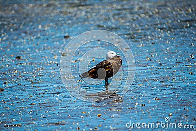 Paradise duck Stock Photo