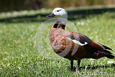 Paradise duck in nature, New Zealand. Stock Photo