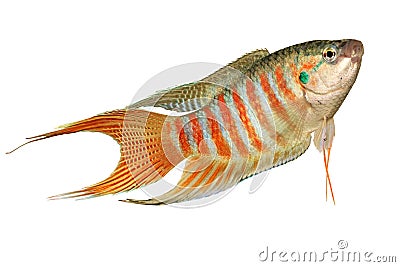 Paradise fish gourami Macropodus opercularis tropical Aquarium fish Stock Photo