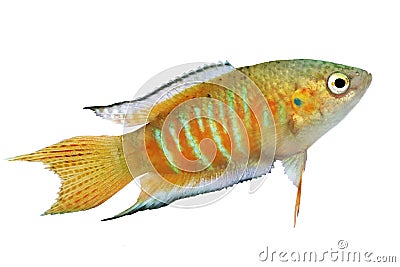 Paradise fish gourami Macropodus opercularis tropical Aquarium fish Stock Photo