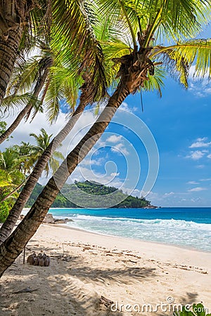 Coconut palms on tropical sunny beach in Paradise island Stock Photo