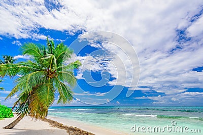 Paradise tropical beach palm the Caribbean Sea Stock Photo