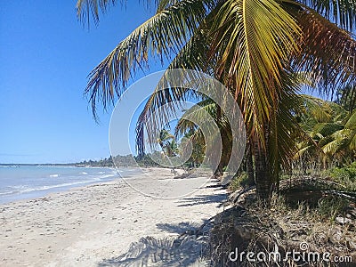 A paradisiac beach with a lot of coconut palm trees in MaceiÃ³ - Brazil Stock Photo