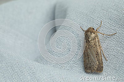 Paradrina clavipalpis moth with pale mottled wings on white cloth, space for text Stock Photo