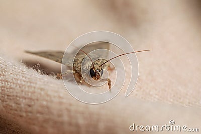 Paradrina clavipalpis moth with pale mottled wings on color sweater, closeup Stock Photo