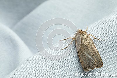 Paradrina clavipalpis moth with pale mottled wings on white cloth Stock Photo