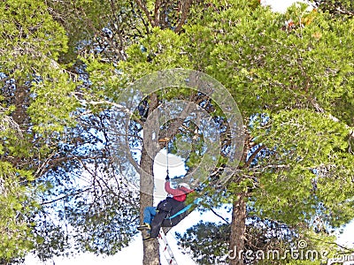 Paraglider being rescued from a tree Stock Photo