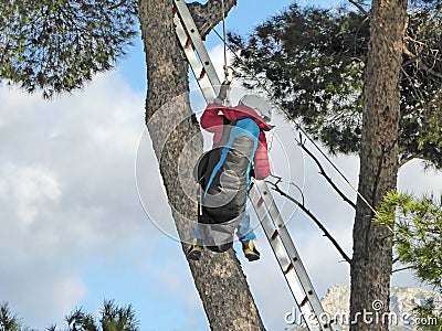 Paraglider being rescued from a tree Stock Photo