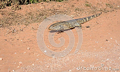 Paraguay caiman lizard Dracaena paraguayensis at the Transpantaneira, Pantanal, the world largest wetland, Mato Grosso, Brazil Stock Photo