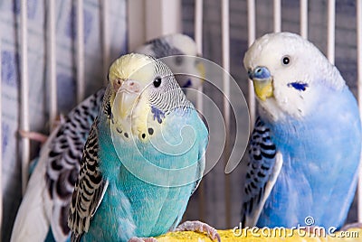 Parakeet Stock Photo