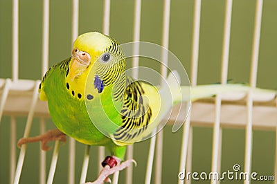 Parakeet Stock Photo