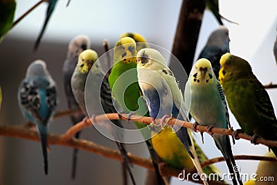 Parakeet Stock Photo