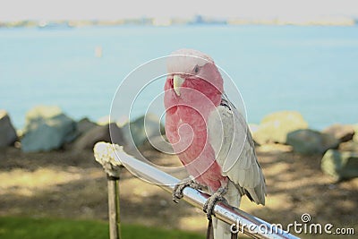parakeet bird Pink and white full body Stock Photo