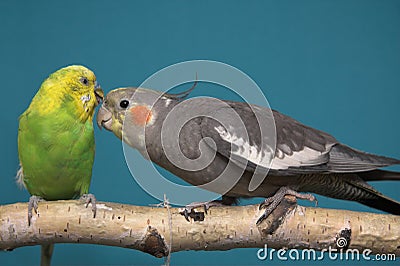 Parakeet and Cockatiel Stock Photo