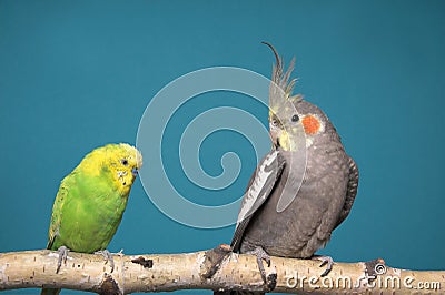 Parakeet and Cockatiel Stock Photo