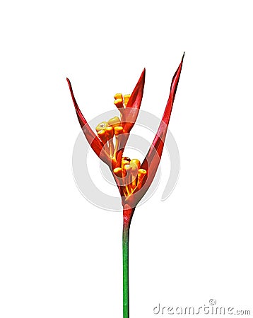 Parakeet flower ( Heliconia psittacorum ) Stock Photo