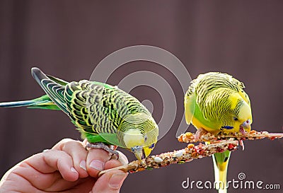 Parakeet on a stick Stock Photo