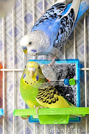 Parakeets Stock Photo