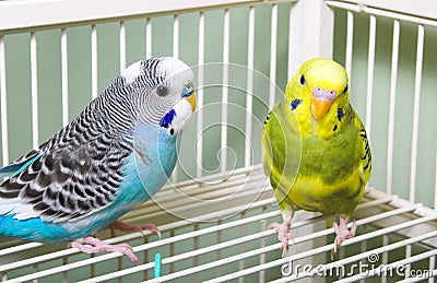 Parakeets Stock Photo