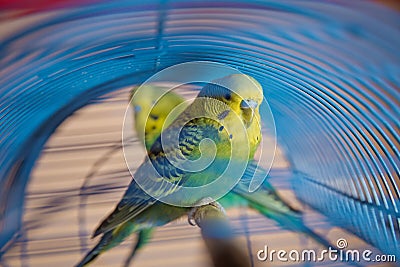 Parakeets . Green wavy parrot sits in a cage . Rosy Faced Lovebird parrot in a cage . birds inseparable . Budgerigar on the cage. Stock Photo