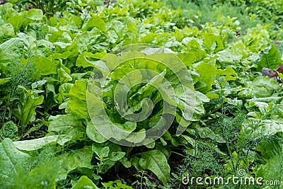Parallel lines with green and dark red leaves of lettuce, beetroot and radishes in an organic garden, in a sunny summer day, beaut Stock Photo
