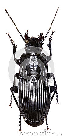 Parallel-sided Ground Beetle on white Background Stock Photo